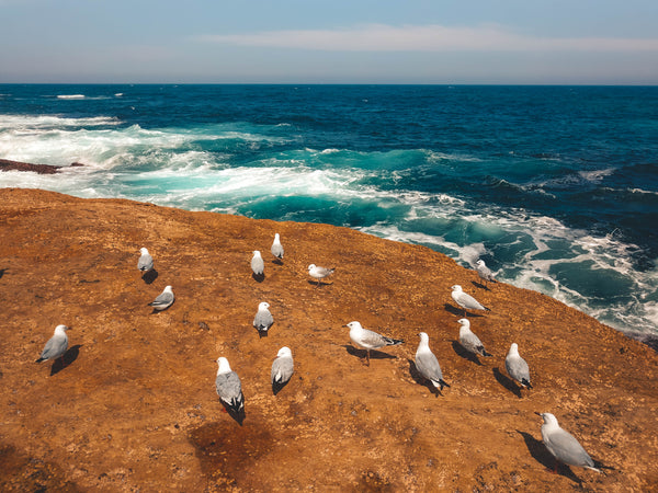 Seagulls and the ocean - Free Stock Image