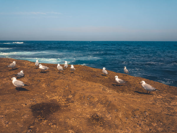 Seagulls on the rock - free stock image